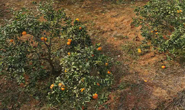 湖南湘西南农业发展有限公司